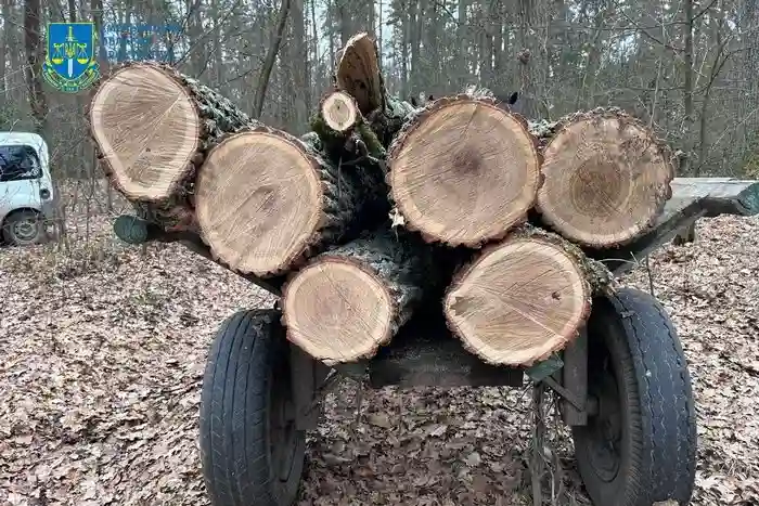 На Хмельниччині чоловіка судитимуть за масштабну незаконну вирубку дубів